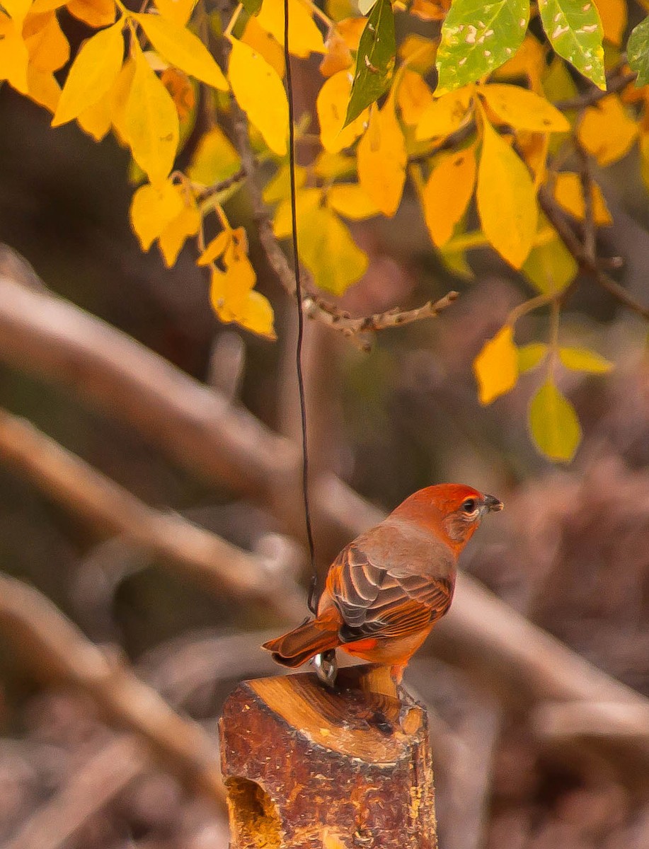 Hepatic Tanager - ML647165931