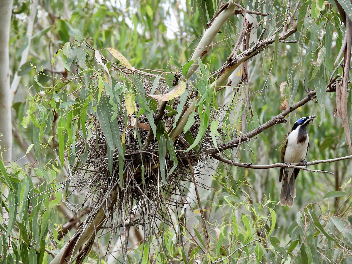 Blauohr-Honigfresser - ML647165934