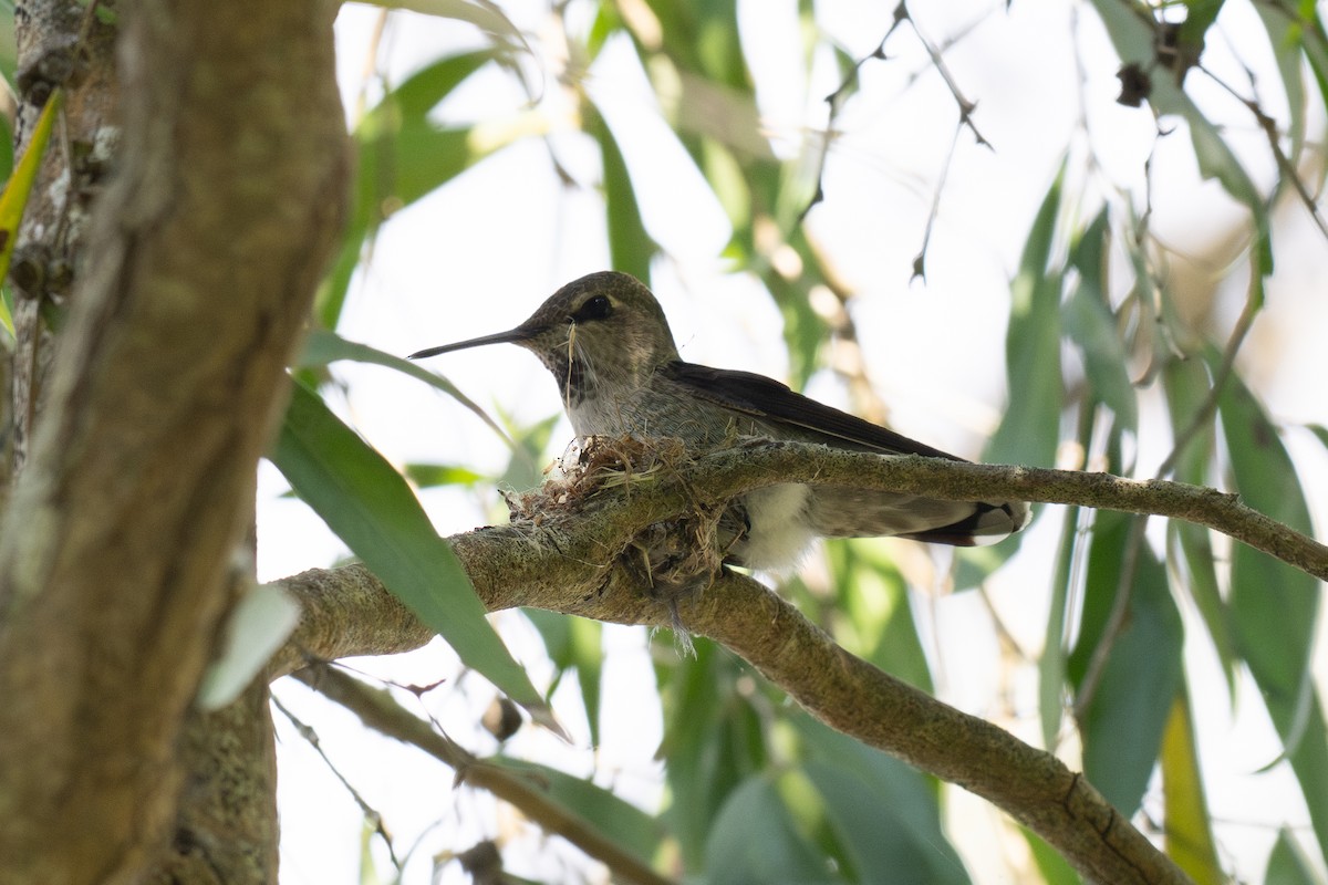 Anna's Hummingbird - ML647165945