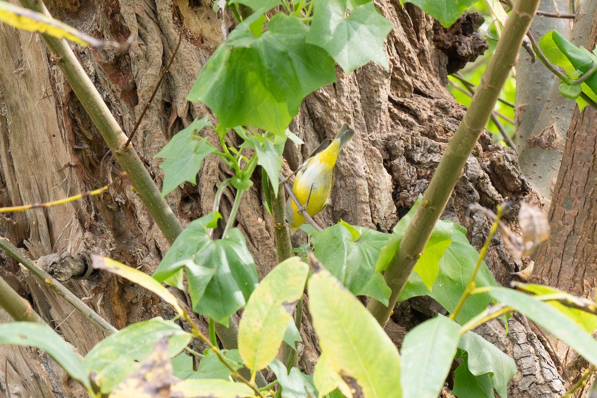 Nashville Warbler - ML647165951