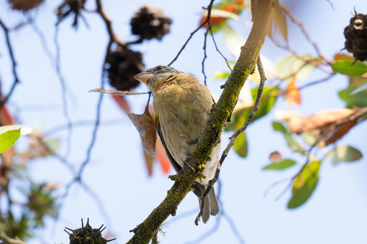Black-headed Grosbeak - ML647165955