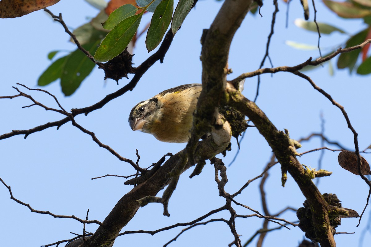 Black-headed Grosbeak - ML647165956