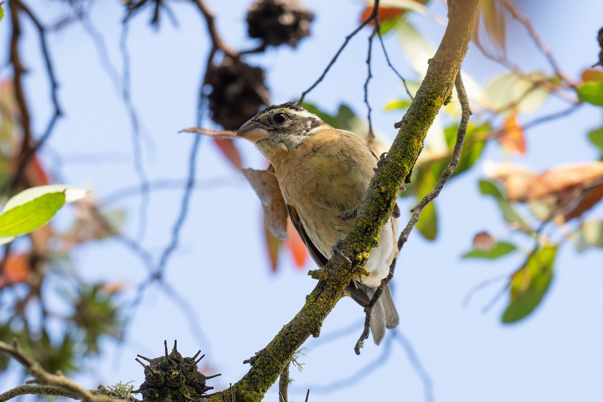 Black-headed Grosbeak - ML647165957