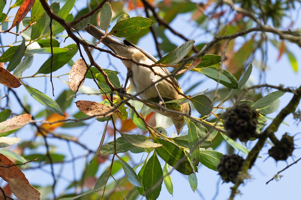 Black-headed Grosbeak - ML647165958