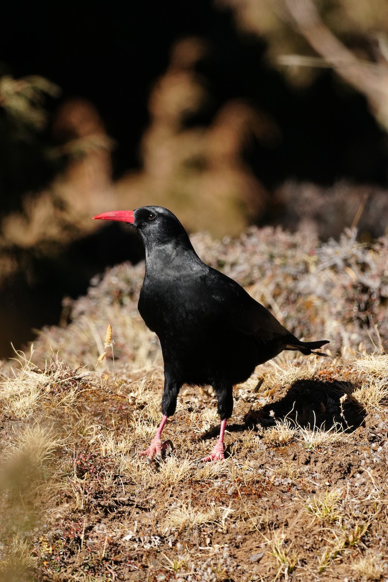 ベニハシガラス - ML647165978