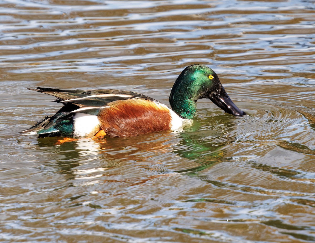 Cuchara Común - ML647165989