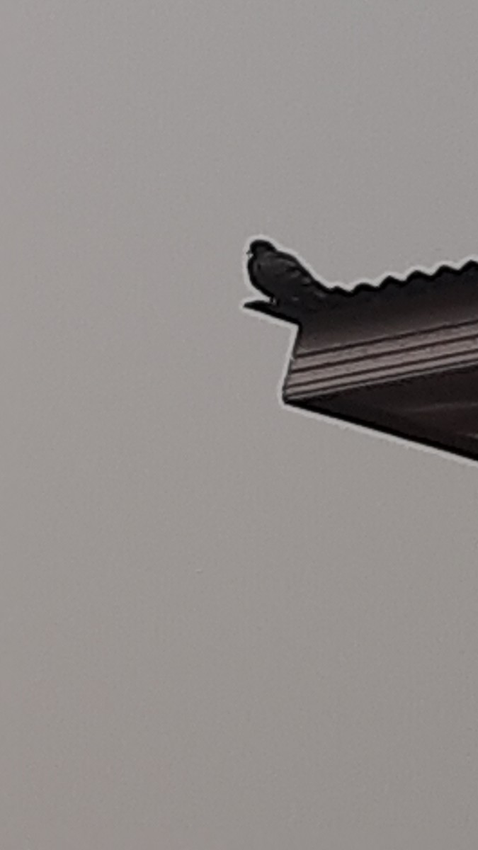 Голуб сизий (міський) - ML647165995