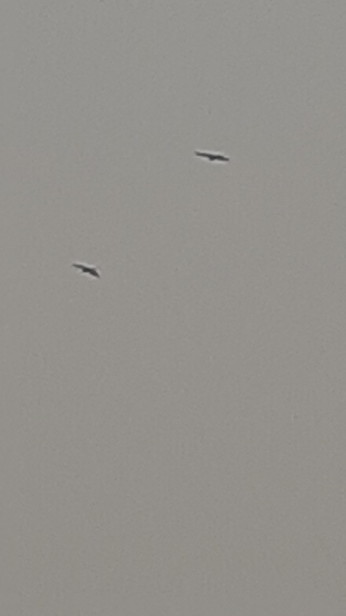 דיה שחורה - ML647166011