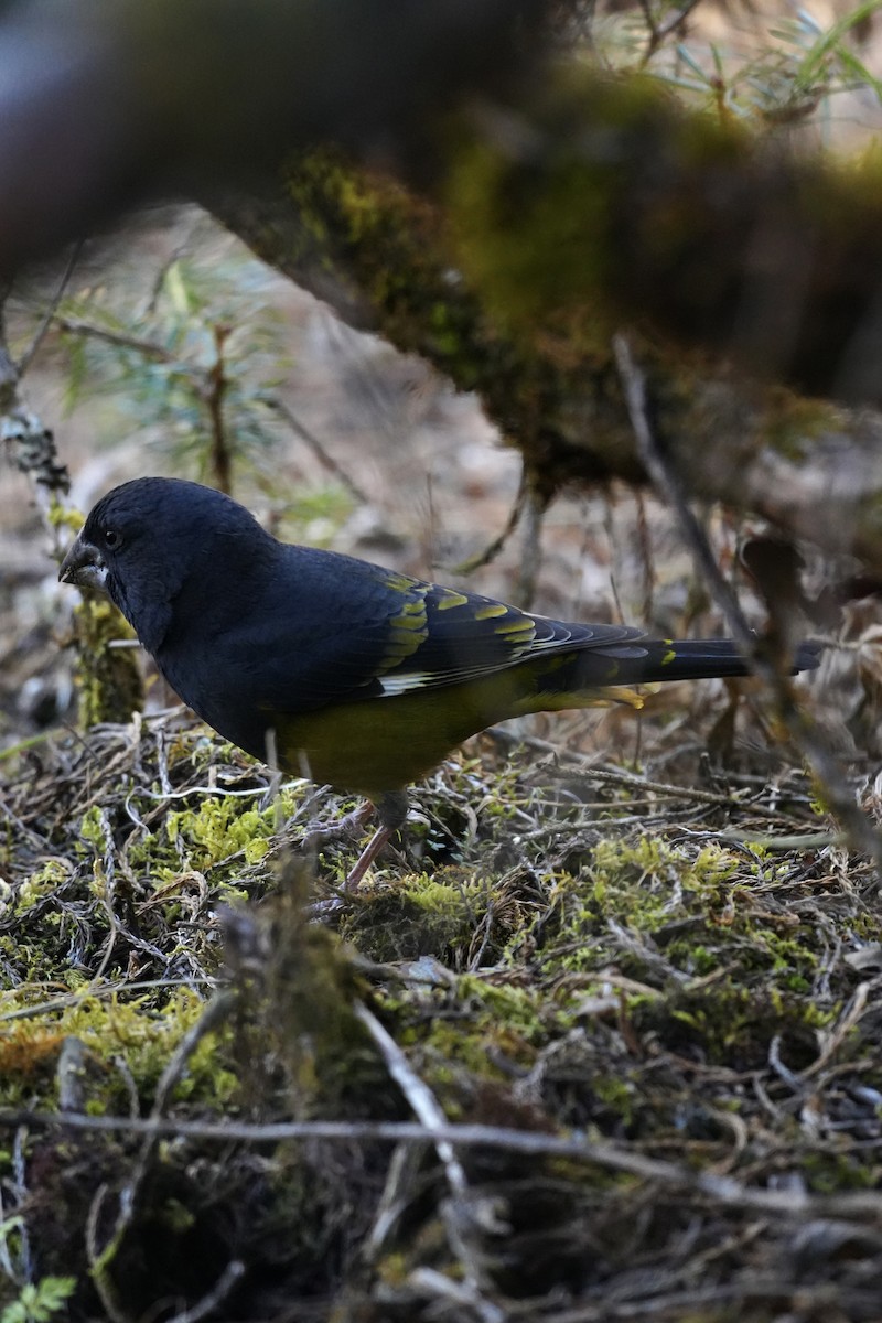 Wacholderkernbeißer - ML647166031