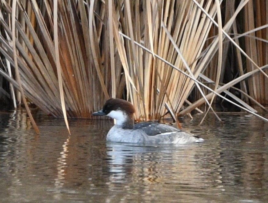מרגון גמדי - ML647166033