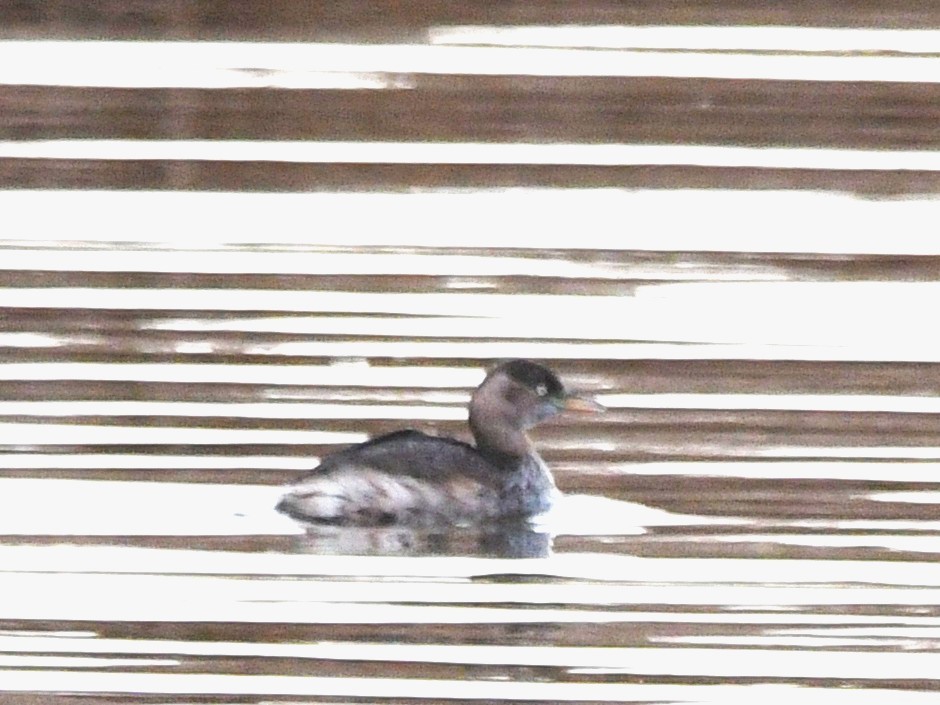 Little Grebe - ML647166034