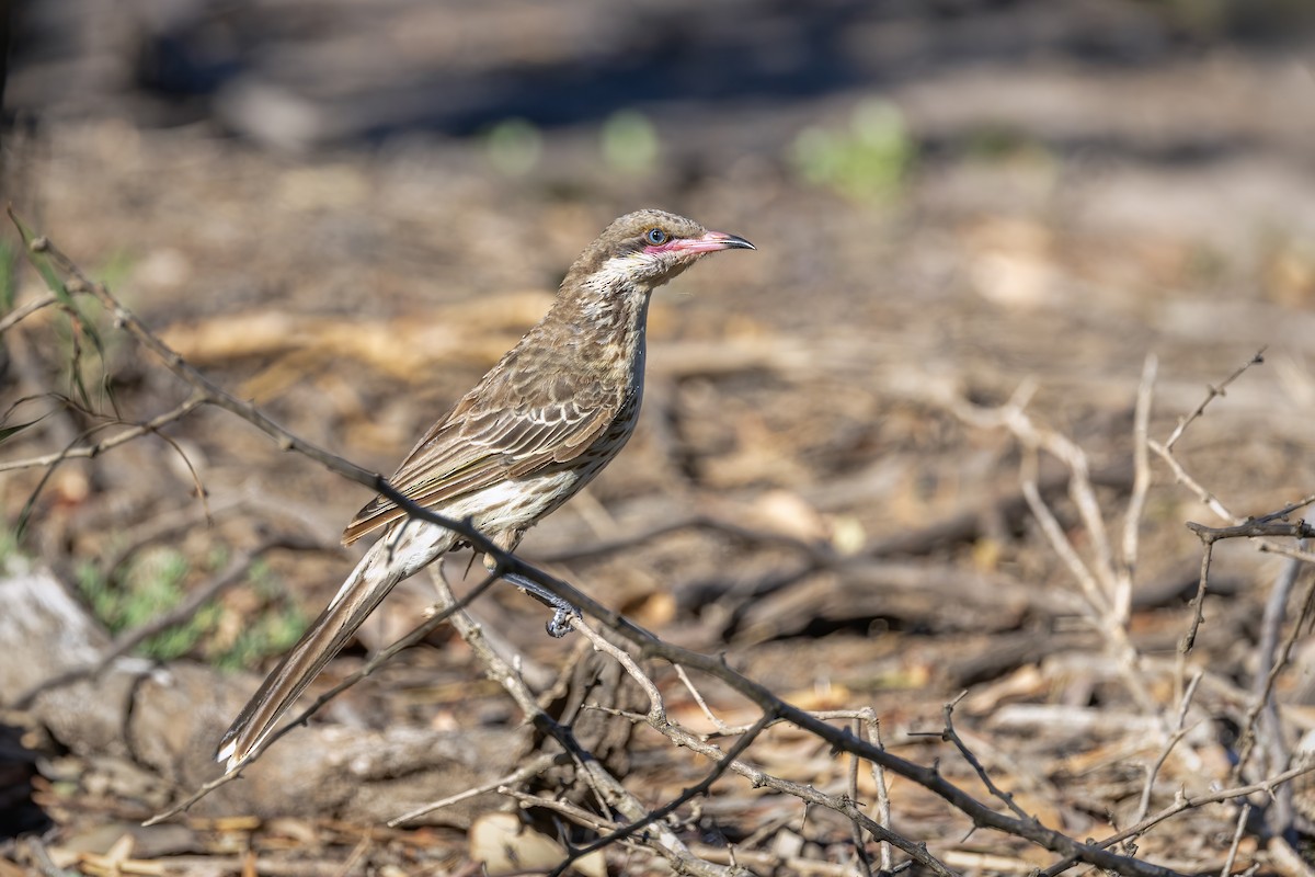 rosennebbhonningeter - ML647166036