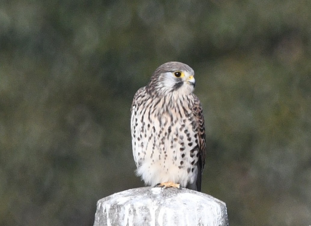 tårnfalk - ML647166040