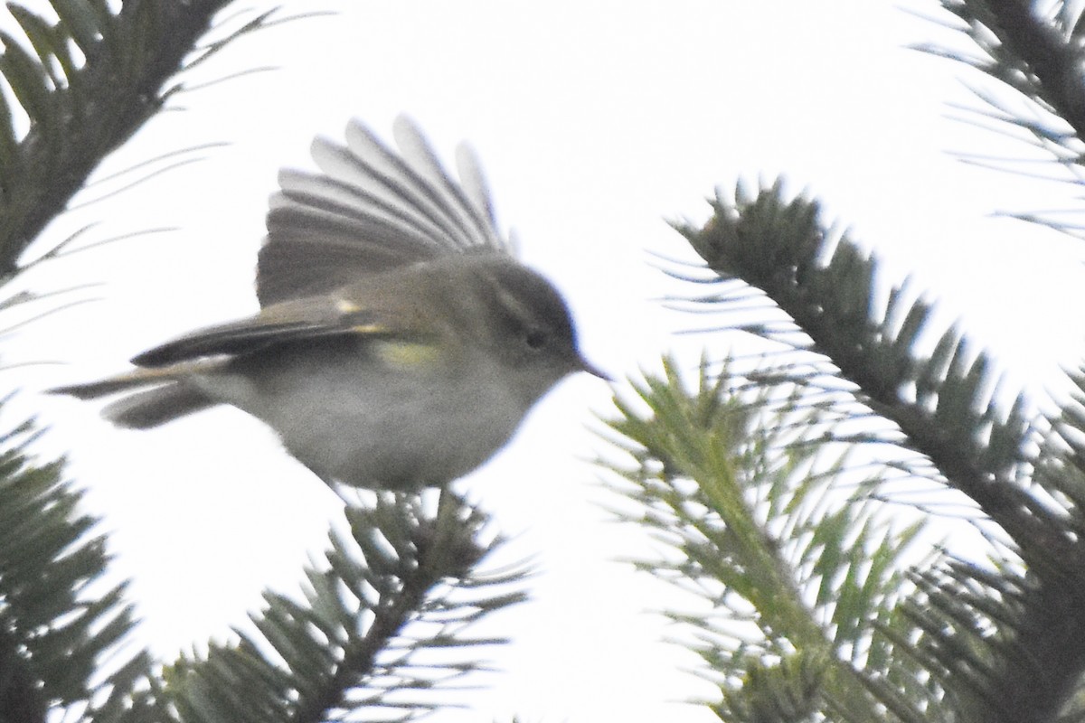 Large-billed Leaf Warbler - ML647166043