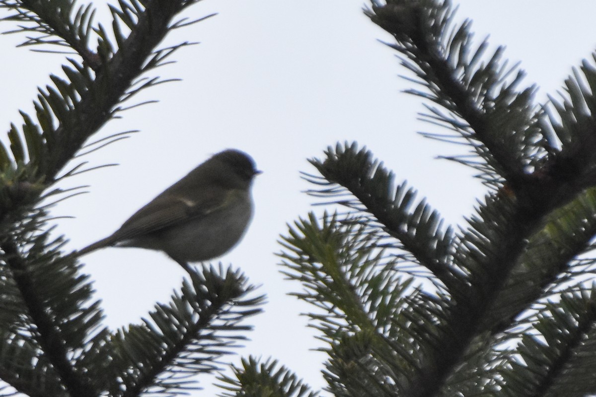 Large-billed Leaf Warbler - ML647166044