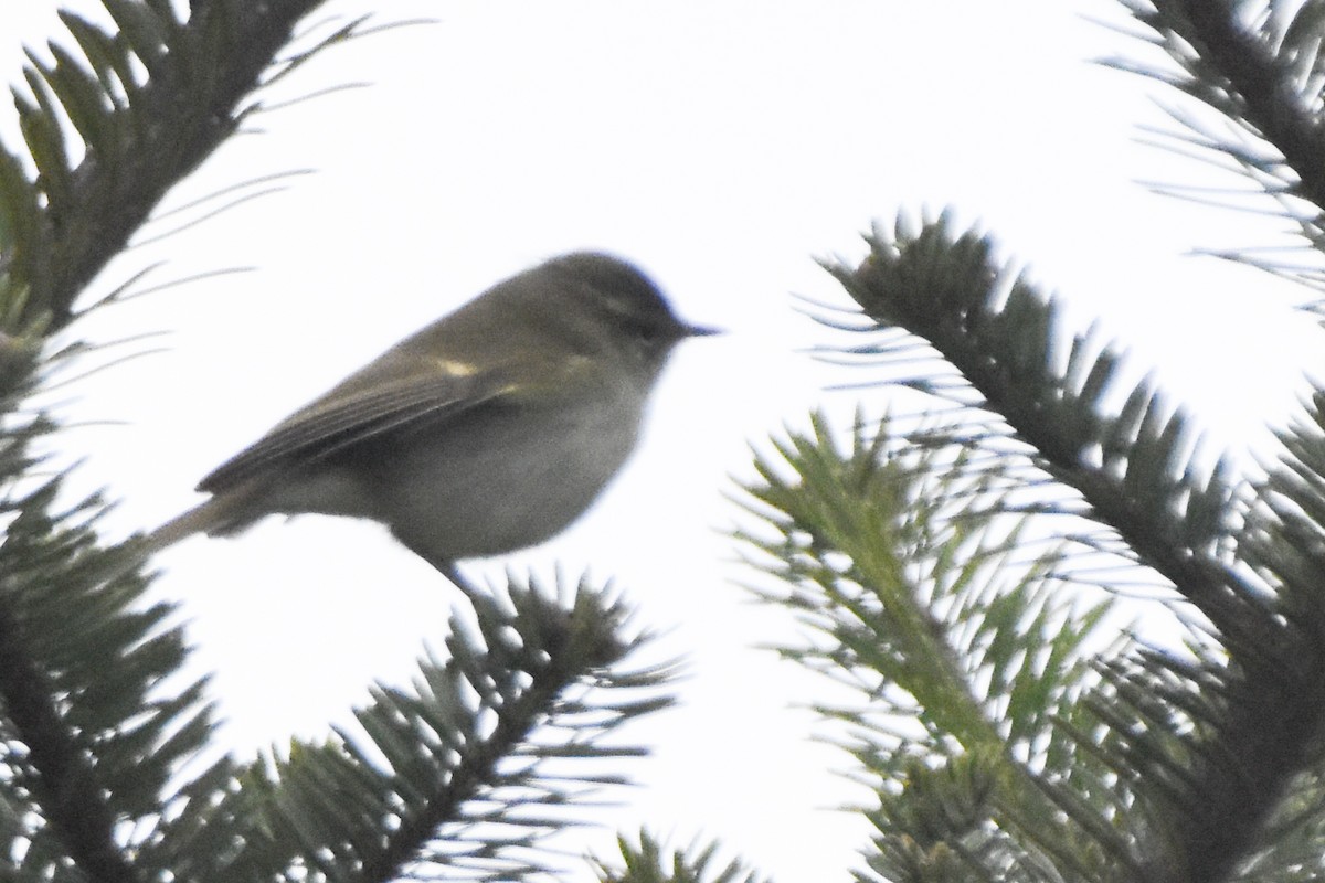 Large-billed Leaf Warbler - ML647166045