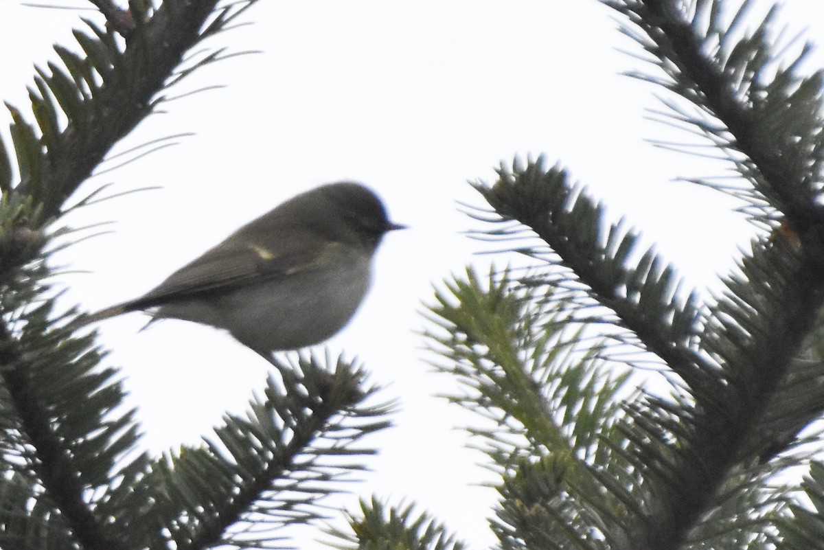 Large-billed Leaf Warbler - ML647166046