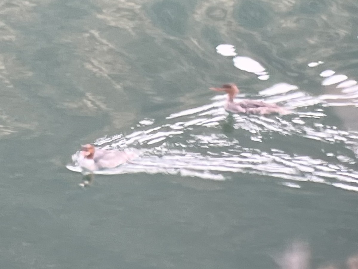 紅胸秋沙 - ML647166070