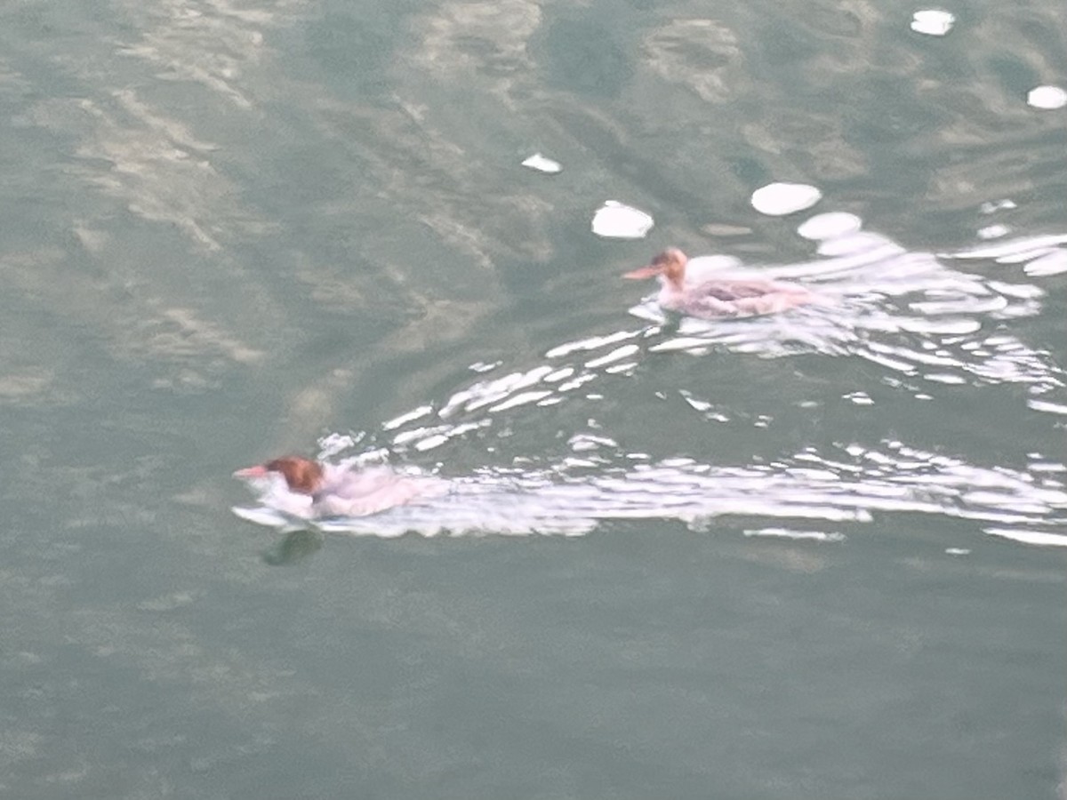 紅胸秋沙 - ML647166071