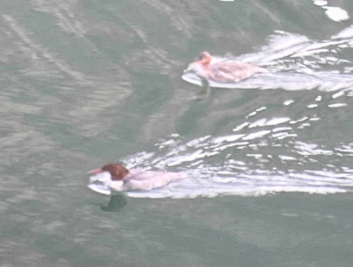 Smergo maggiore - ML647166072