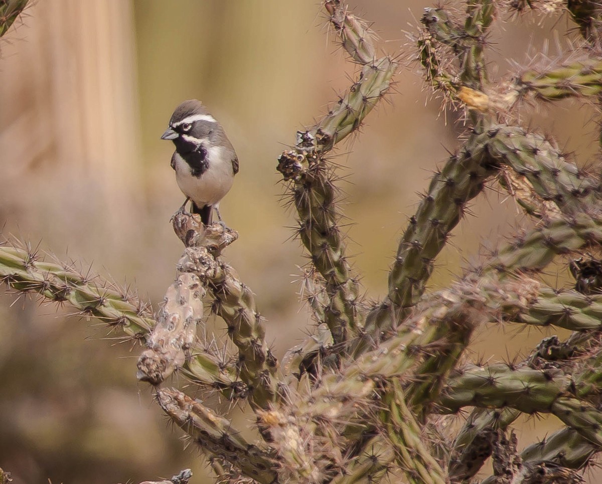 Black-throated Sparrow - ML647166073