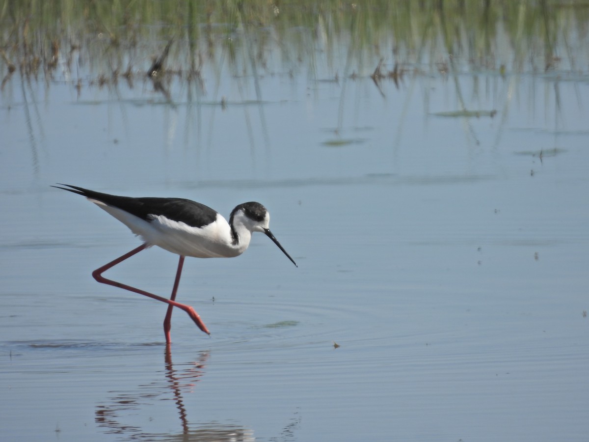 Black-winged Stilt - ML647166076
