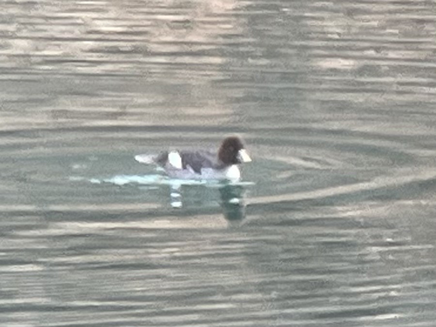 Quattrocchi - ML647166086