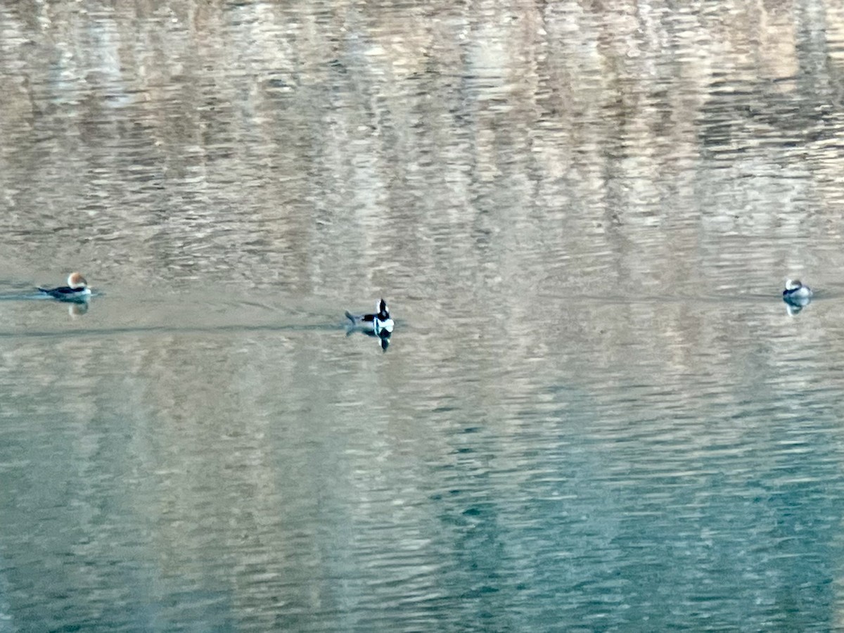 Smergo dal cappuccio - ML647166092