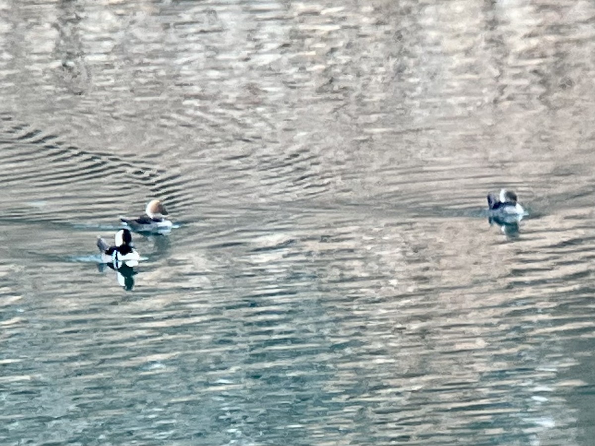 Smergo dal cappuccio - ML647166093