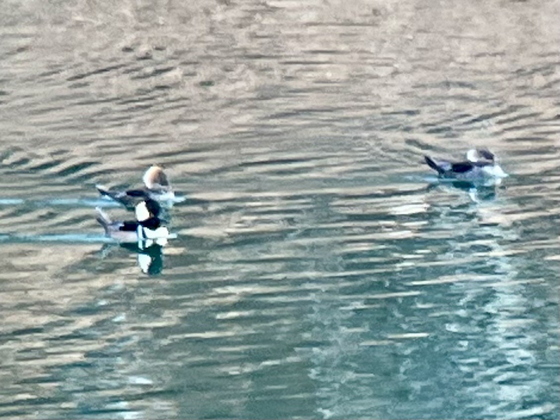 Smergo dal cappuccio - ML647166094