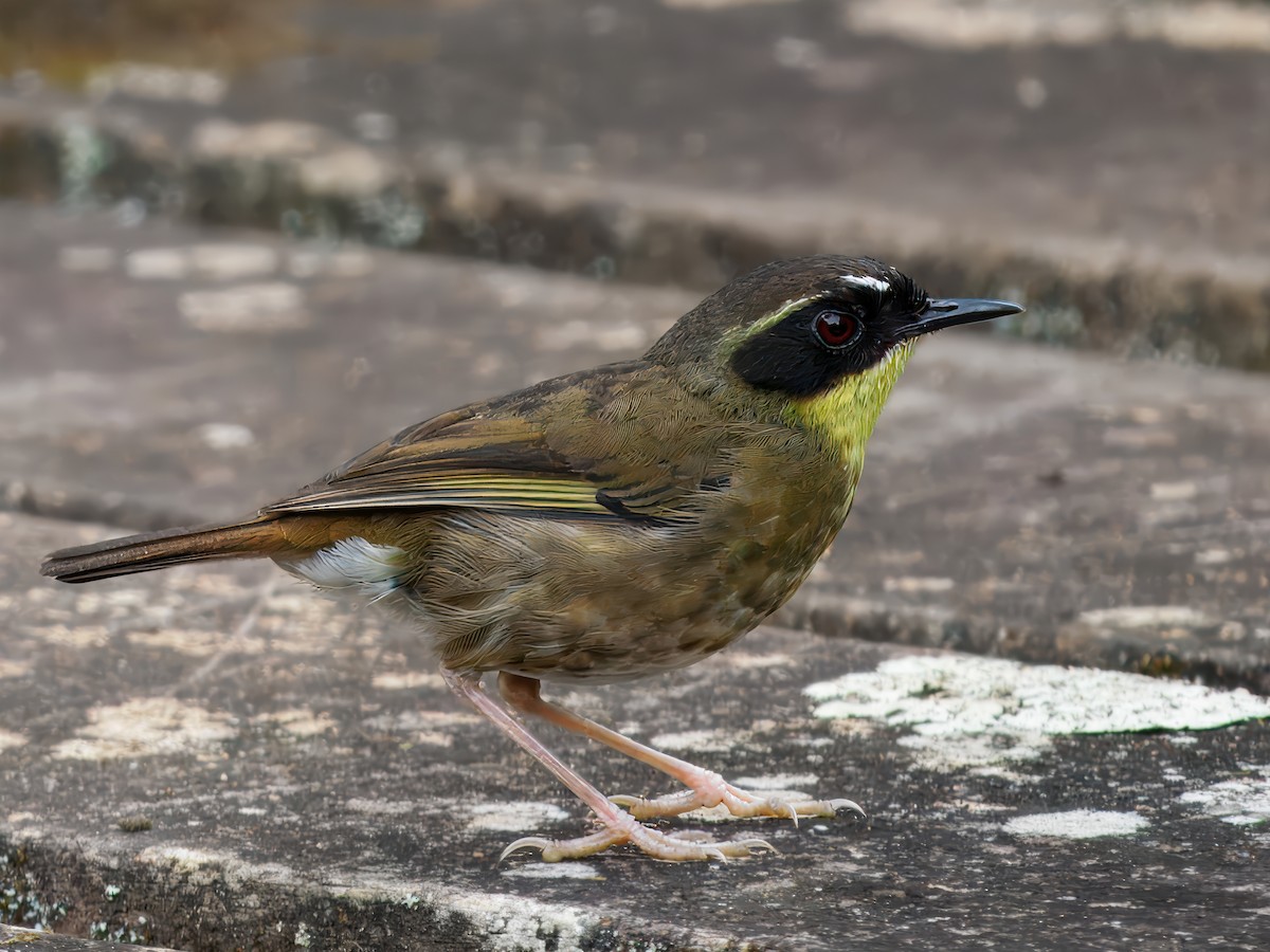 キノドヤブムシクイ - ML647166095