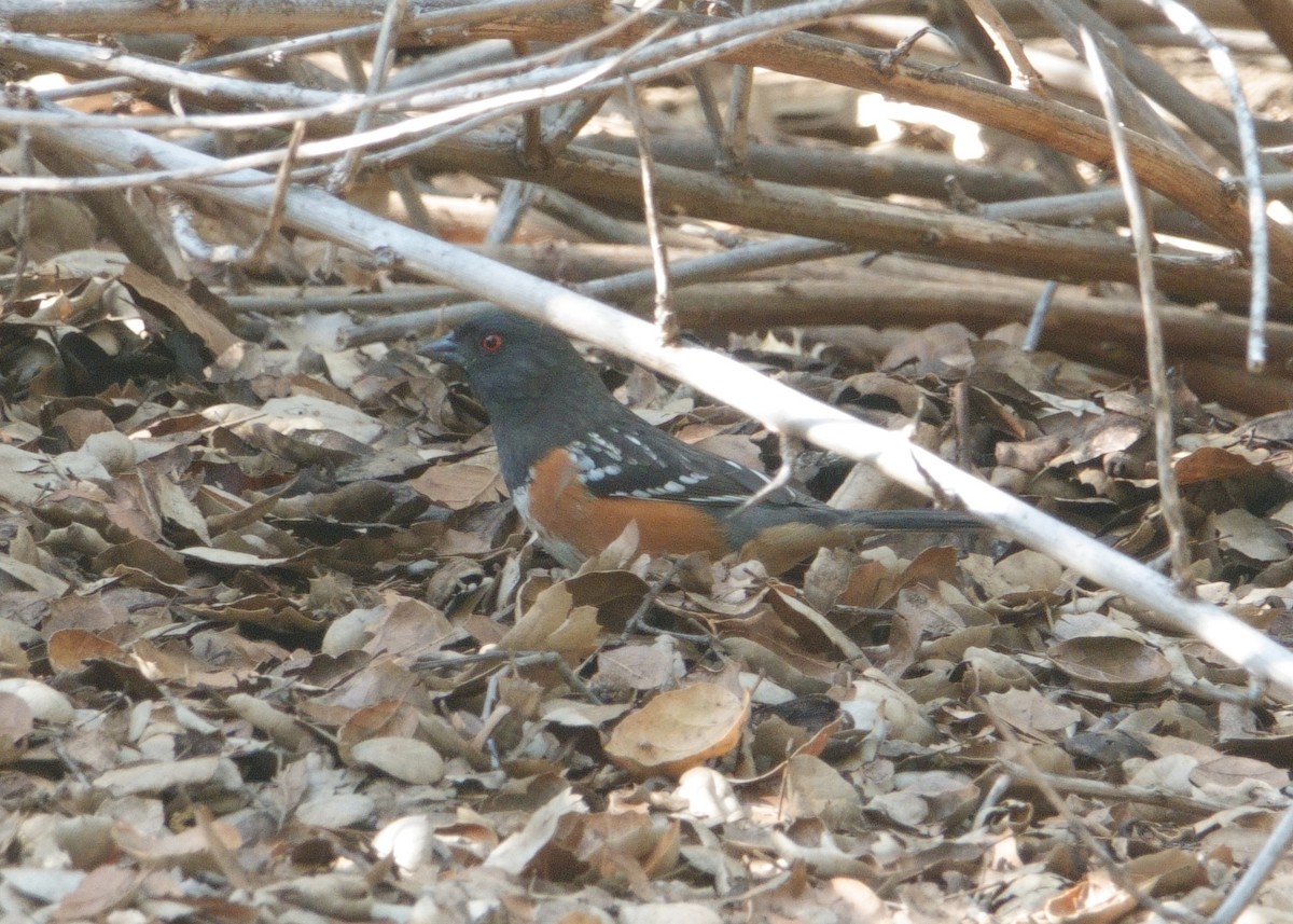 Spotted Towhee - ML647166100