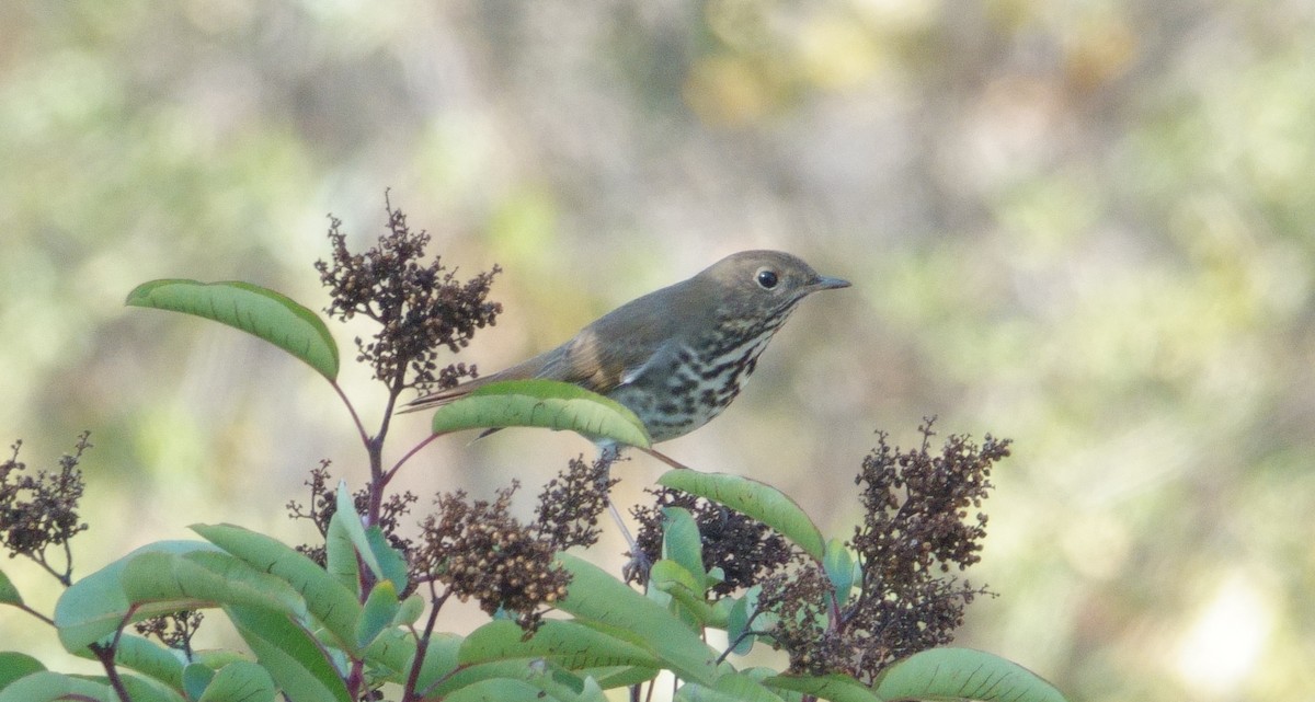 Hermit Thrush - ML647166102
