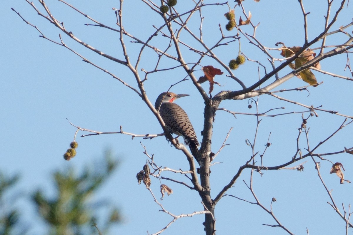 Northern Flicker - ML647166104