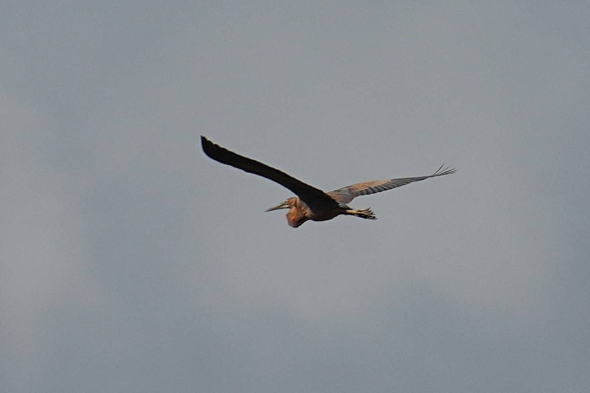 ムラサキサギ - ML647166112