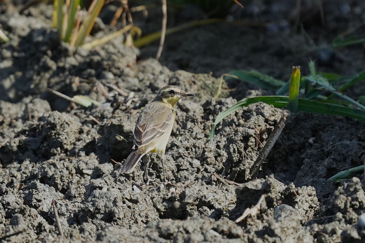 Eastern Yellow Wagtail - ML647166113