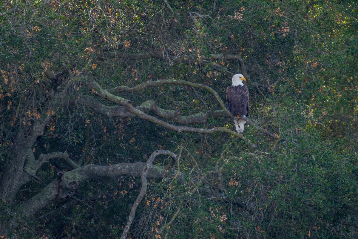 Bald Eagle - ML647166120