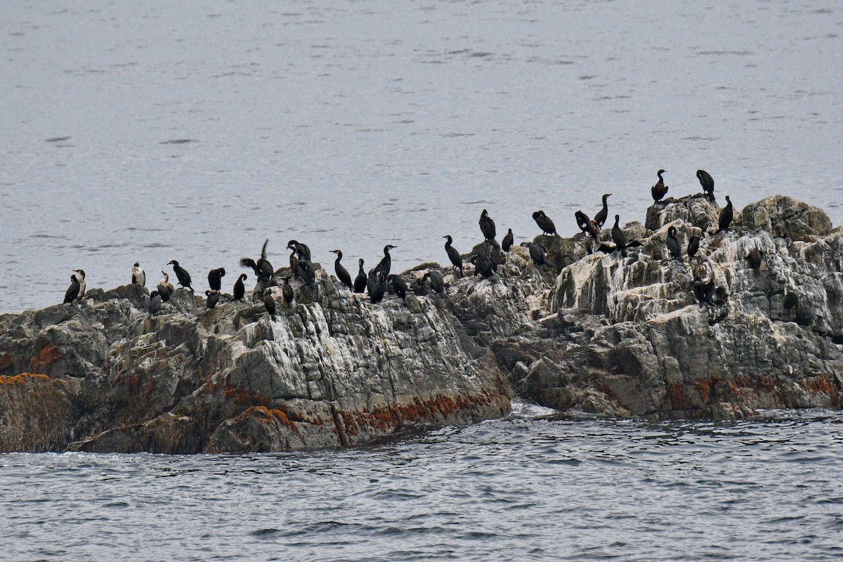 kormorán velký - ML647166130