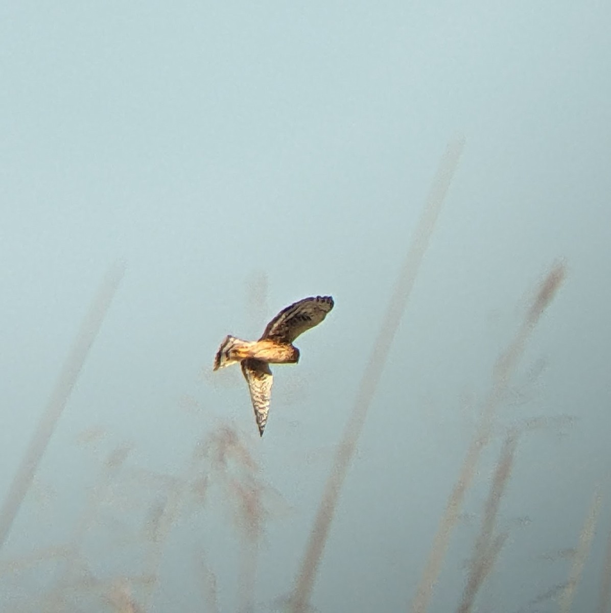 Northern Harrier - ML647166132