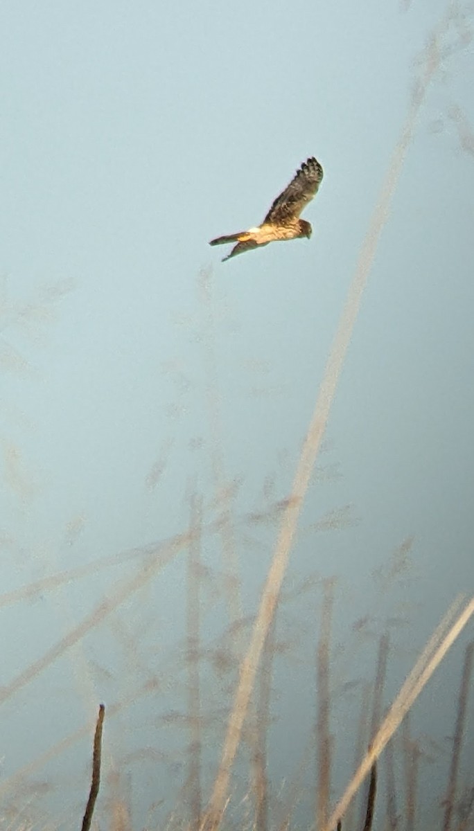 Northern Harrier - ML647166133