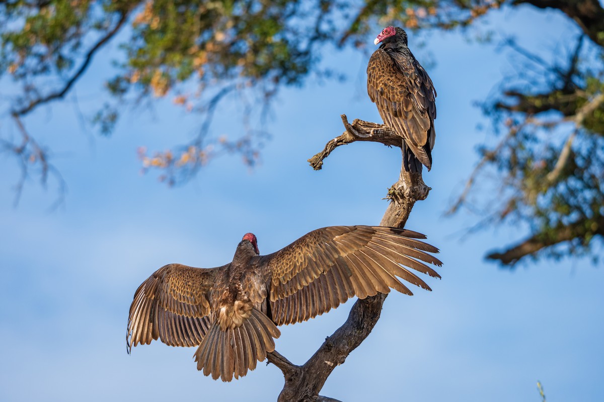 Turkey Vulture - ML647166155