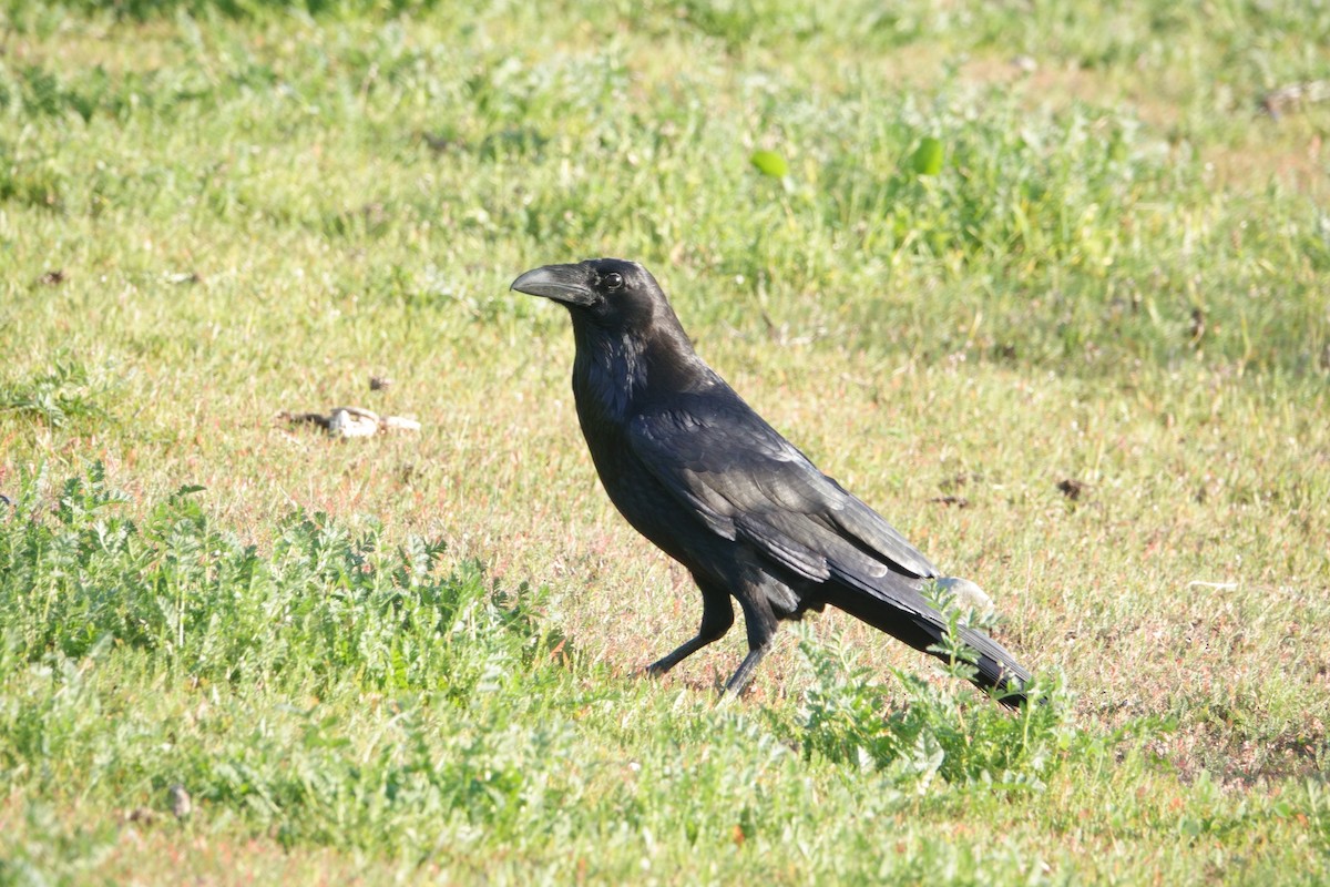 Хон хэрээ - ML647166165