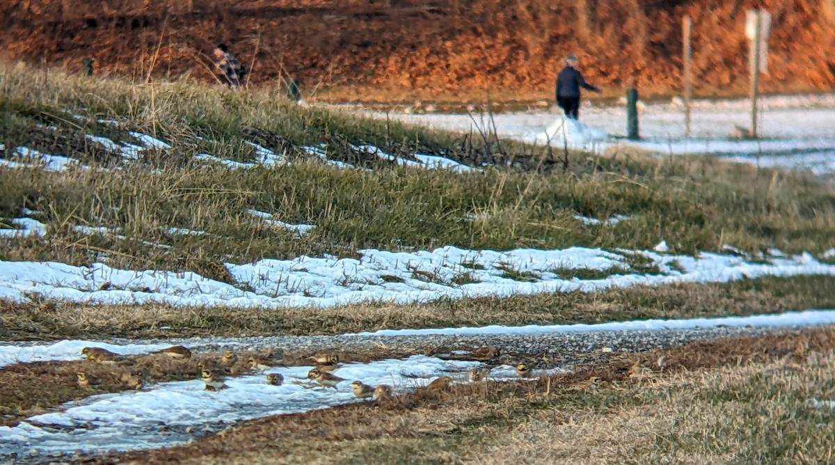 Horned Lark - ML647166189