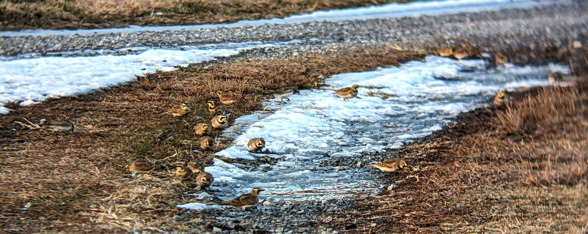 Horned Lark - ML647166191