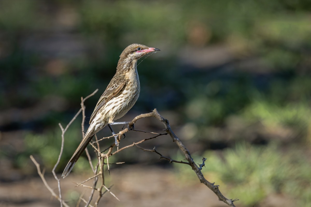 rosennebbhonningeter - ML647166192