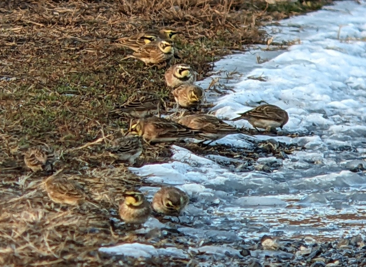 Horned Lark - ML647166193