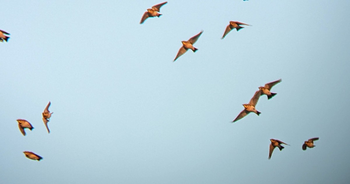 Horned Lark - ML647166194