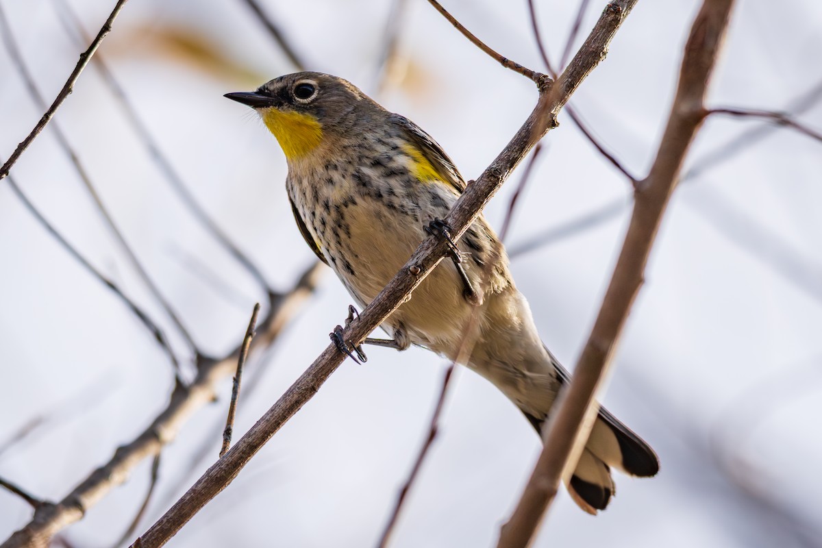 Yellow-rumped Warbler - ML647166195