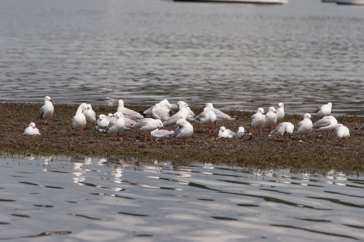Silver Gull - ML647166213