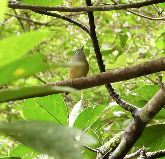 メジロチメドリ - ML647166219